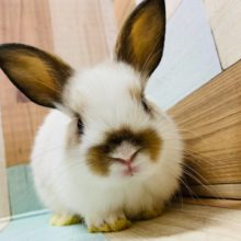 メリハリカラーが可愛い♡ミニウサギ♪(ドワーフ×ライオン)