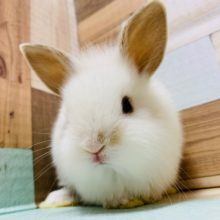 兄弟ミニウサギ(ドワーフ×ライオン)②