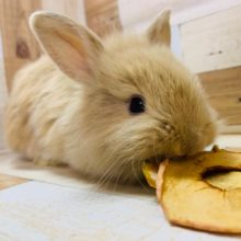 兄弟ミニウサギ♪(ドワーフ×ライオン)④