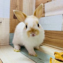 兄弟ミニウサギ♪(ドワーフ×ライオン)⑤