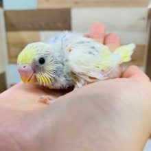 淡いカラーがステキ♪セキセイインコ(パステルレインボーパイド)