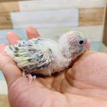 元気いっぱいです！セキセイインコ(クリーム系ハルクイン)