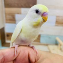 レアカラー！クリームのセキセイインコさん☆