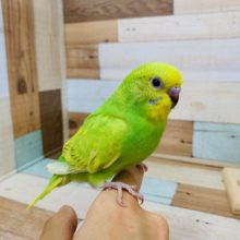 画像更新!!スパンコール柄がステキ!!　セキセイインコ（スパングル）～