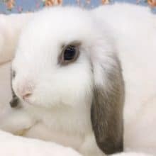 ロップイヤーラビット　男の子　２０２０年７月生まれ