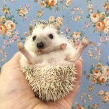 ヨツユビハリネズミ（パイド）男の子　２０２０年６月生まれ