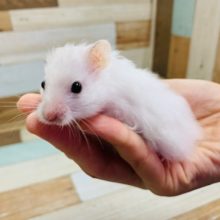 ベタなれのサテンハムスターくん♪