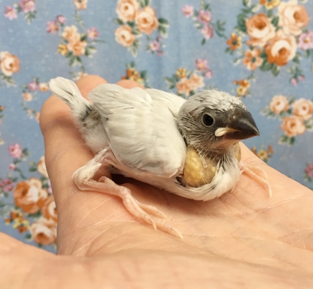 シルバー文鳥　２０２０年８月生まれ