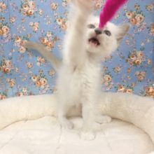 ラグドール（ブルーポイントミテッド）男の子　入舎！！