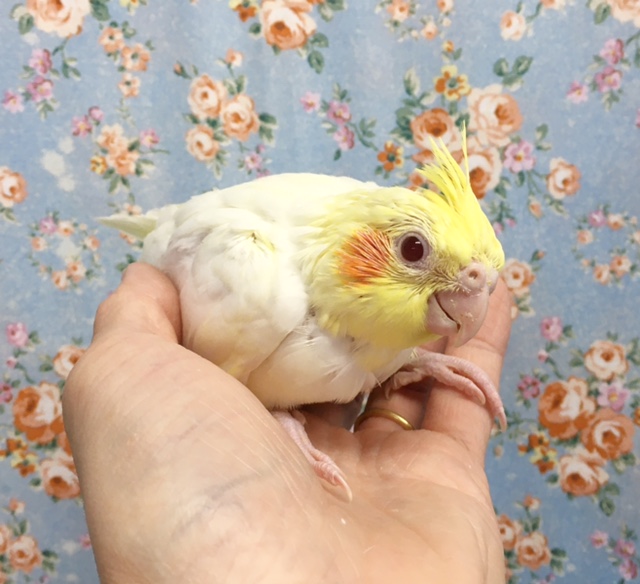 オカメインコ（ルチノー）　２０２０年８月生まれ