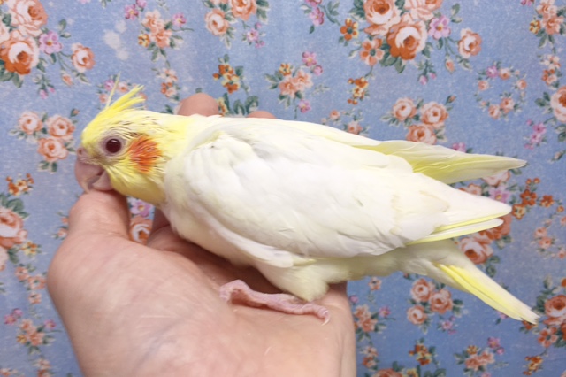 オカメインコ