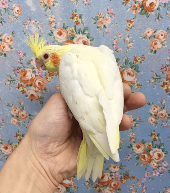 オカメインコ