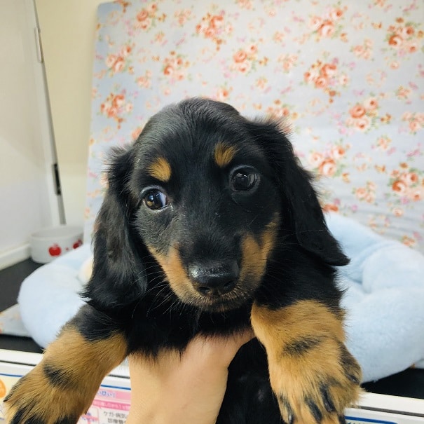 ミニチュアダックス