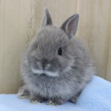 チャームポイントは白ひげ？？ドワーフラビット・女の子！