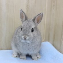 まんまるビューティー☆ドワーフラビット・女の子！