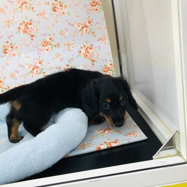 僕と遊んで!!ダックスくん♪ ミニチュアダックス