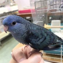 くりくりですねぇ～瞳っ　サザナミインコ（ブルー）きました！