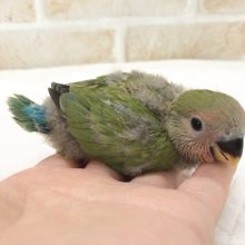 コザクラインコ（ノーマル）のヒナが来ました！
