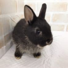 かわいい黒いうさぎさん！ネザーランドドワーフ