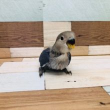 人気のコザクラインコ　ヴァイオレッド　ヒナ　入舎しました。