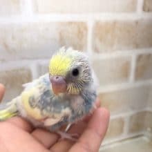 大人気！レインボーカラーのセキセイインコ！