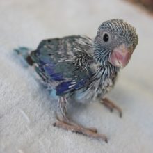 ｷﾚｲなﾌﾞﾙｰ!マメルリハちゃん大きくなりました☆