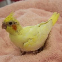 オカメインコ（ルチノーパール）ヒナちゃん