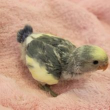 コザクラインコ（ブルーパイド）ヒナちゃん