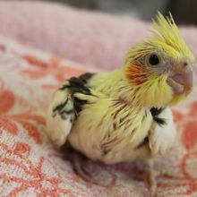 手乗りオカメインコ(パイド)ヒナちゃん♪