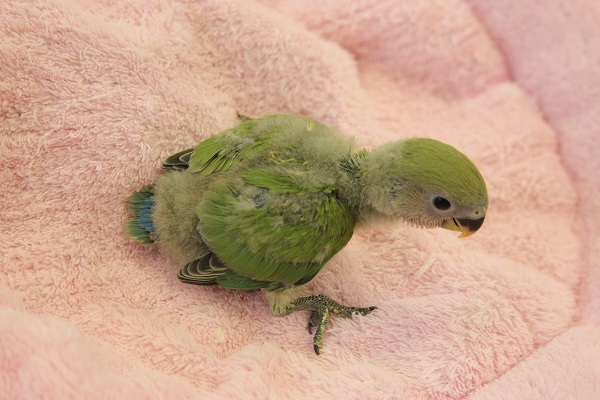 コザクラインコ（小桜インコ）