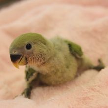 ラブバード☆コザクラインコ（ノーマル）ヒナちゃん