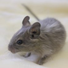 デグー（ブルーパイド）９月下旬生まれ♂