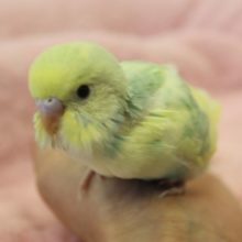 セキセイインコ（パステルレインボーパイド）ヒナちゃん