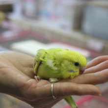 セキセイインコ（オパーリンシナモン）ヒナちゃん