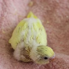 セキセイインコ(クリーム)ヒナちゃん