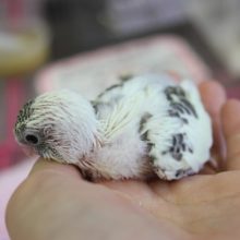 手乗りセキセイインコ(４色ハルクイン)ヒナちゃん♪