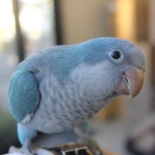 今が絶対お迎え時!! 手乗りオキナインコ　