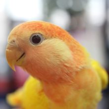 これは炎柱!!　ルチノーオパーリンコザクラさん♪