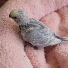 セキセイインコ（ウイング）ヒナちゃん