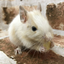 当店産まれ！肩に乗ってくるよ♪パイドデグーくん★