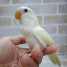 クリーミーな色合い♪小桜インコ☆クリーム 2020年08月生