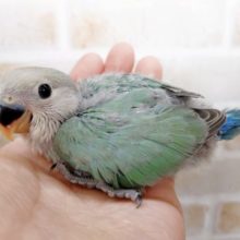 小桜インコ☆ブルーチェリー 2020年09月生