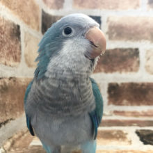 動画あり！お喋り大好き！？オキナインコヒナ(バイオレット×ブルー)