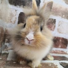 柄が可愛い♪ふさふさライオンラビット！