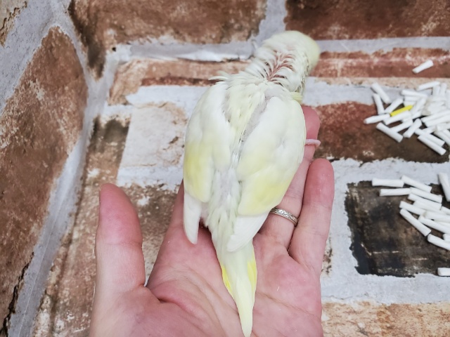 セキセイインコ