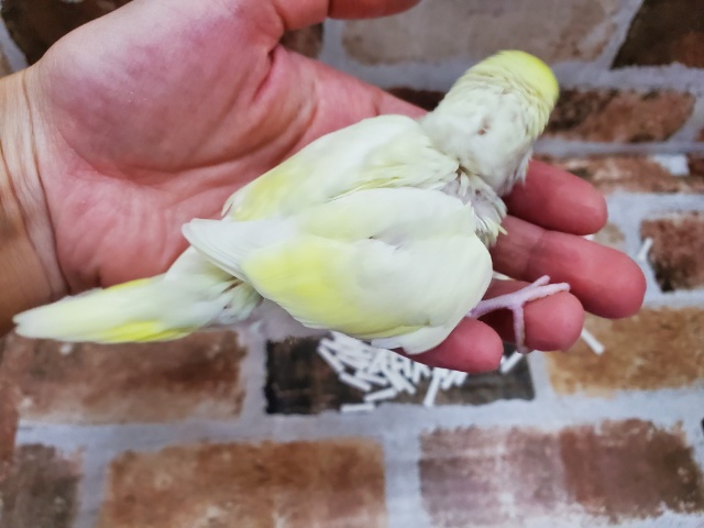 セキセイインコ