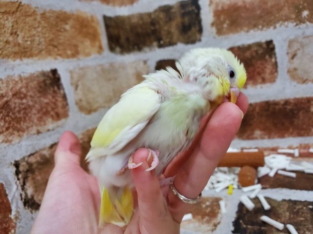 セキセイインコ