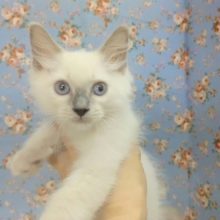 ラグドール(ブルーポイント)男の子♪