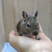 デクーの赤ちゃん来ました〜