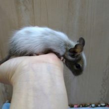 デクーの赤ちゃん来ました〜その2